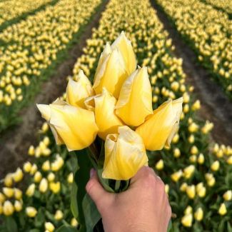 Gelb-weiße Blumenzwiebel x 15 | Tulpenzwiebeln für die Tulpe Sweetheart | Maximale Höhe 40 cm hoch