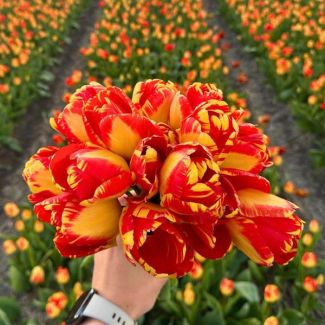 Blumenzwiebeln Tulpe für Gelbe rote Tulpen | 15 Blumenzwiebeln für Banja Luka Tulpe