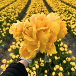 15 Blumenzwiebeln für auffällige gelbe Tulpe Crystal Star | 15 Tulpenzwiebeln Größe 12+
