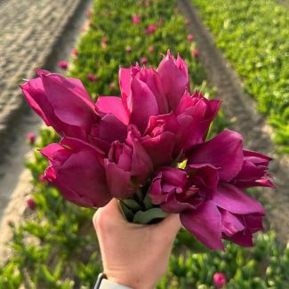 Set von 15 Zwiebeln für Gomera-Tulpe - 15 Tulpenzwiebeln für lila Tulpen