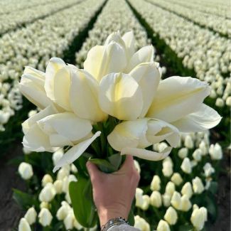 15x Blumenzwiebel Tulpe - 15 weiße Tulpen mit einer Höhe von 40 cm - 15 Tulpenzwiebeln