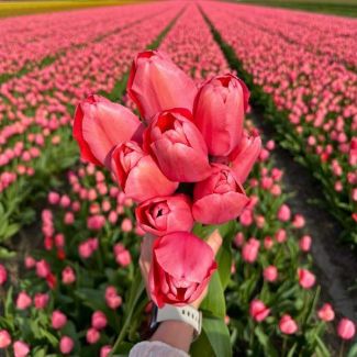 15x Blumenzwiebel Tulpe zartrosa - Rosa Blumen als Tulpenzwiebeln in nachhaltiger Verpackung - Blüht von April bis Mai