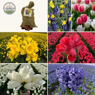 100 Blumenzwiebeln von Tulpen, Narzissen und Hyazinthen - sorgfältig ausgewählt für 2,5 m² Blumenpracht