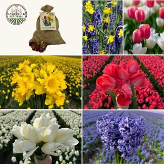 50 Blumenzwiebeln von Tulpen, Narzissen und Hyazinthen - sorgfältig ausgewählt für 2,5 m² Blumenpracht