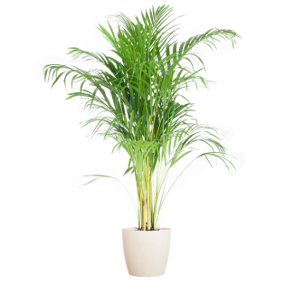 Areca-Palme (Dypsis) mit weißem Übertopf - 100 cm - Ø21