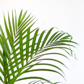 Areca-Palme (Dypsis) mit Viber Grau - 100cm - Ø21