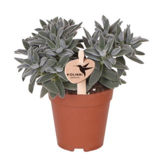Grüne Pflanze, Sukkulente Tarantel, Fettpflanze, Farbe Grün/Grau, Wenig Pflege, Ø9cm