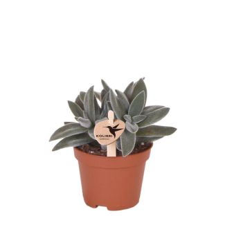 Grüne Pflanze, Sukkulente Tarantel, Fettpflanze, Farbe Grün/Grau, Wenig Pflege, Ø6cm