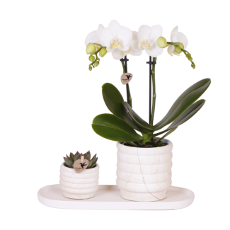 Geschenkset, Pflanzen-Set Slow Living klein, Weiße Orchidee Lausanne Ø9cm, Grüne Sukkulente Ø6cm, Keramische Zierübertöpfe, Ovales Weißes Tablett