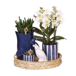 Geschenkset, Pflanzenset Mediterraner Sonnenuntergang, Weiße Orchidee Lausanne Ø9cm, Grüne Sukkulente Ø6cm, Keramische Blau/Weiße Ziertöpfe, Rattan-Servierplatte, Mediterranes Flair