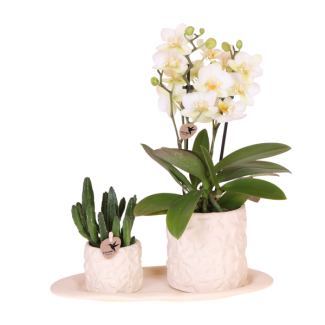 Tipp! Geschenkset, Pflanzenset Seestern klein, Weiße Orchidee Lausanne Ø9cm, Grüne Sukkulente Ø6cm, Keramische Zierpotte, Ovales DienTablett weiß