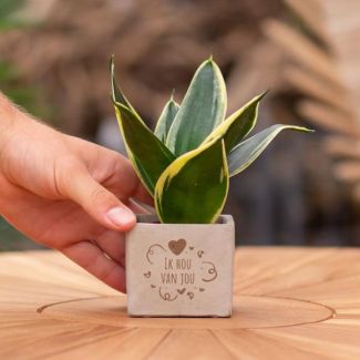Ein Steintöpfchen mit dem Text "Ich liebe dich" und einem Sansevieria-Pflänzchen darin, Geschenk-Tipp, Nikolaus-Tipp, Weihnachtsgeschenk, Kollege, 15 cm - Ø7,5 cm