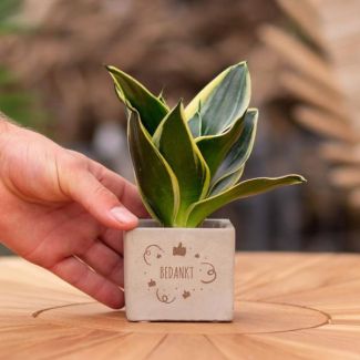 Ein Steintöpfchen mit dem Text "Danke" und einer Sansevieria-Pflanze darin, Geschenk-Tipp, Nikolaus-Tipp, Weihnachtsgeschenk, Kollege, 15 cm - Ø7,5 cm