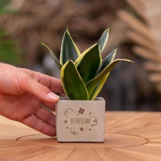 Ein Stetopf mit dem Text "Gute Besserung" und einem Sansevieria-Pflänzchen darin, Geschenk-Tipp, Nikolaus-Tipp, Weihnachtsgeschenk, Kollege, 15 cm - Ø7,5 cm