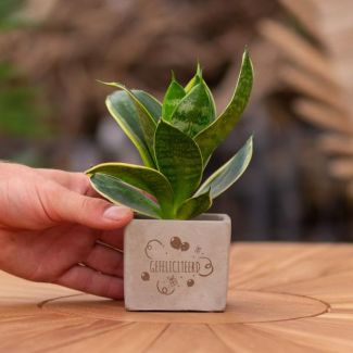 Ein Steintöpfchen mit dem Text "Herzlichen Glückwunsch" und einem Sansevieria-Pflänzchen darin, Geschenk-Tipp, Nikolaus-Tipp, Weihnachtsgeschenk, Kollege, 15 cm - Ø7,5 cm