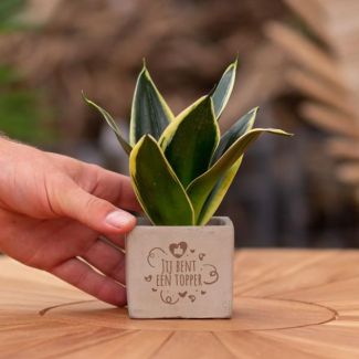 Ein Stetopf mit dem Text "Du bist ein Spitzenreiter" mit einem Sansevieria-Pflänzchen darin, Geschenk-Tipp, Nikolaus-Tipp, Weihnachtsgeschenk, Kollege, 15 cm - Ø7,5 cm