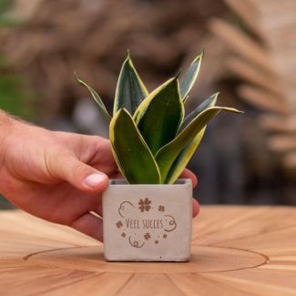 Ein Steintöpfchen mit dem Text "Viel Erfolg" und einer Sansevieria-Pflanze darin, Geschenk-Tipp, Nikolaus-Tipp, Weihnachtsgeschenk, Kollege, 15 cm - Ø7,5 cm
