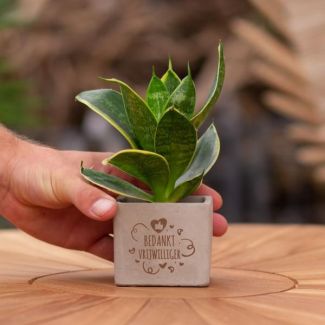 Ein Steintöpfchen mit dem Text "Danke, Freiwilliger" mit einem Sansevieria-Pflänzchen darin, Geschenk-Tipp, Nikolaus-Tipp, Weihnachtsgeschenk, Kollege, 15 cm - Ø7,5 cm