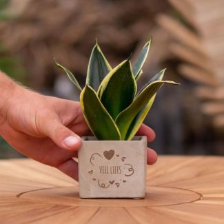 Ein Steingefäß mit dem Text "Viel Liebe" und einem Sansevieria-Pflänzchen darin, Geschenk-Tipp, Nikolaus-Tipp, Weihnachtsgeschenk, Kollege, 15 cm - Ø7,5 cm