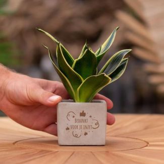 Ein Steintöpfchen mit dem Text "Danke für deinen Einsatz" mit einem Sansevieria-Pflänzchen darin, Geschenk-Tipp, Nikolaus-Tipp, Weihnachtsgeschenk, Kollege, 15 cm - Ø7,5 cm