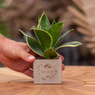 Ein Steintöpfchen mit dem Text "Viel Glück" und einem Sansevieria-Pflänzchen darin, Geschenk-Tipp, Nikolaus-Tipp, Weihnachtsgeschenk, Kollege, 15 cm - Ø7,5 cm