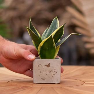 Ein Steintöpfchen mit dem Text "Viel Stärke" und einem Sansevieria-Pflänzchen darin, Geschenk-Tipp, Nikolaus-Tipp, Weihnachtsgeschenk, Kollege, 15 cm - Ø7,5 cm