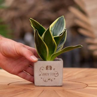 Ein Steintöpfchen mit dem Text "Gemeinsam stark" und einem Sansevieria-Pflänzchen darin, Geschenk-Tipp, Nikolaus-Tipp, Weihnachtsgeschenk, Kollege, 15 cm - Ø7,5 cm
