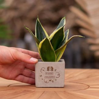 Ein Steingefäß mit dem Text "Danke, Pflegeprofi" und einer Sansevieria-Pflanze darin, Geschenk-Tipp, Nikolaus-Tipp, Weihnachtsgeschenk, Kollege, 15 cm - Ø7,5 cm