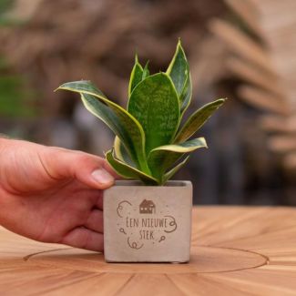 Ein Steingärtchen mit dem Text "Ein neuer Steckling" und einer Sansevieria-Pflanze darin, Geschenk-Tipp, Nikolaus-Tipp, Weihnachtsgeschenk, Kollege, 15 cm - Ø7,5 cm