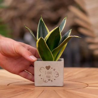 Ein Steintöpfchen mit dem Text "Ich liebe dich" und einer Sansevieria-Pflanze darin, Geschenk-Tipp, Nikolaus-Tipp, Weihnachtsgeschenk, Kollege, 15 cm - Ø7,5 cm