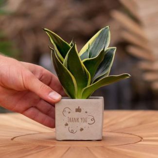 Ein Steingefäß mit dem Text "Danke" und einer Sansevieria-Pflanze darin, Geschenkidee, Nikolaus-Tipp, Weihnachtsgeschenk, Kollege, 15 cm - Ø7,5 cm