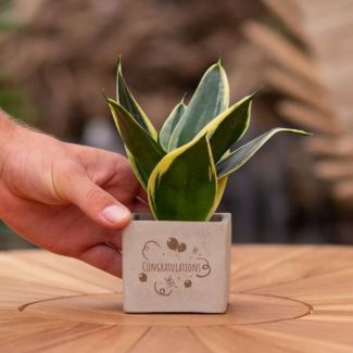 Ein Steintöpfchen mit dem Text "Herzlichen Glückwunsch" und einer Sansevieria-Pflanze darin, Geschenk-Tipp, Nikolaus-Tipp, Weihnachtsgeschenk, Kollege, 15 cm - Ø7,5 cm