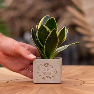 Ein Steingefäß mit dem Text "Du bist die Beste" und einer Sansevieria-Pflanze darin, Geschenk-Tipp, Nikolaus-Tipp, Weihnachtsgeschenk, Kollege, 15 cm - Ø7,5 cm