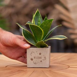 Ein Steintöpfchen mit dem Text "Willkommen" und einer Sansevieria-Pflanze darin, Geschenk-Tipp, Nikolaus-Tipp, Weihnachtsgeschenk, Kollege, 15 cm - Ø7,5 cm