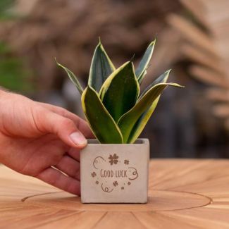 Ein Steintöpfchen mit dem Text "Gute Besserung" und einem Sansevieria-Pflänzchen darin, Geschenk-Tipp, Nikolaus-Tipp, Weihnachtsgeschenk, Kollege, 15 cm - Ø7,5 cm