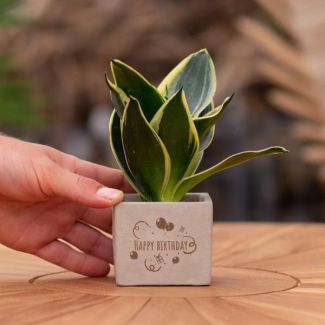 Ein Steingefäß mit dem Text "Happy Birthday" und einer Sansevieria-Pflanze darin, Geschenkidee, Nikolaus-Tipp, Weihnachtsgeschenk, Kollege, 15 cm - Ø 7,5 cm