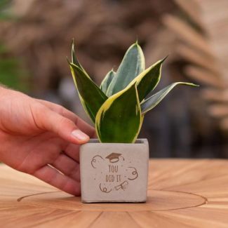 Ein Steintöpfchen mit dem Text "Du hast es geschafft" und einer Sansevieria-Pflanze darin, Geschenk-Tipp, Nikolaus-Tipp, Weihnachtsgeschenk, Kollege, 15 cm - Ø7,5 cm
