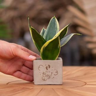 Ein Steingefäß mit dem Text "Es ist ein Junge" und einer Sansevieria-Pflanze darin, Geschenk-Tipp, Nikolaus-Tipp, Weihnachtsgeschenk, Kollege, 15 cm - Ø7,5 cm