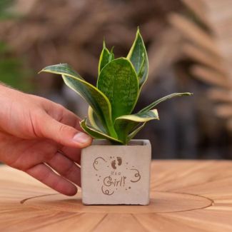 Ein Steingefäß mit dem Text "Es ist ein Mädchen" und einer Sansevieria-Pflanze darin, Geschenk-Tipp, Nikolaus-Tipp, Weihnachtsgeschenk, Kollege, 15 cm - Ø7,5 cm