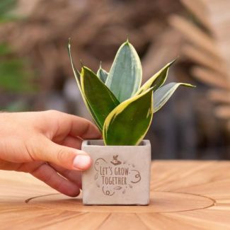 Ein Steingefäß mit dem Text "Lasst uns gemeinsam wachsen" mit einem Sansevieria-Pflänzchen darin, Geschenkidee, Nikolaus-Tipp, Weihnachtsgeschenk, Kollege, 15 cm - Ø7,5 cm