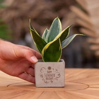 Ein Steingefäß mit dem Text "Frohe Sommerferien" und einer Sansevieria-Pflanze darin, Geschenkidee, Nikolaus-Tipp, Weihnachtsgeschenk, Kollege, 15 cm - Ø7,5 cm