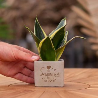 Ein Steintöpfchen mit dem Text "Beste Mama aller Zeiten" und einem Sansevieria-Pflänzchen darin, Geschenk-Tipp, Nikolaus-Tipp, Weihnachtsgeschenk, Kollege, 15 cm - Ø7,5 cm