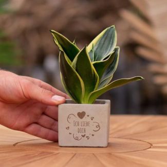 Ein Steingefäß mit dem Text "Ich liebe Dich" und einer Sansevieria-Pflanze darin, Geschenkidee, Nikolaus-Tipp, Weihnachtsgeschenk, Kollege, 15 cm - Ø7,5 cm