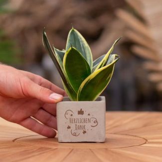 Ein Steintöpfchen mit dem Text "Herzlichen Dank" und einer Sansevieria-Pflanze darin, Geschenk-Tipp, Nikolaus-Tipp, Weihnachtsgeschenk, Kollege, 15 cm - Ø7,5 cm