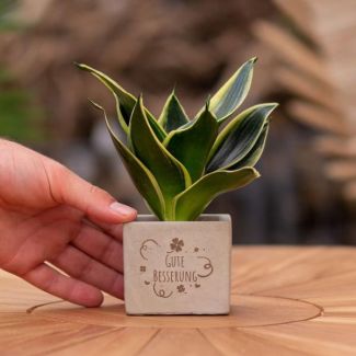 Ein Steingefäß mit dem Text "Gute Besserung" und einer Sansevieria-Pflanze darin, Geschenkidee, Nikolaus-Tipp, Weihnachtsgeschenk, Kollege, 15 cm - Ø7,5 cm
