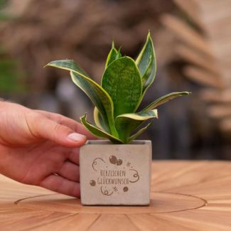 Ein Steingefäß mit dem Text "Herzlichen Glückwunsch" und einer Sansevieria-Pflanze darin, Geschenk-Tipp, Nikolaus-Tipp, Weihnachtsgeschenk, Kollege, 15 cm - Ø7,5 cm