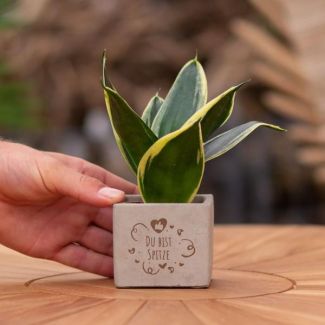 Ein Steingefäß mit dem Text "Du bist Spitze" und einer Sansevieria-Pflanze darin, Geschenk-Tipp, Nikolaus-Tipp, Weihnachtsgeschenk, Kollege, 15 cm - Ø7,5 cm