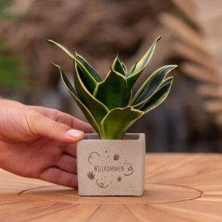 Ein Steingefäß mit dem Text "Willkommen" und einem Sansevieria-Pflänzchen darin, Geschenk-Tipp, Nikolaus-Tipp, Weihnachtsgeschenk, Kollege, 15 cm - Ø7,5 cm