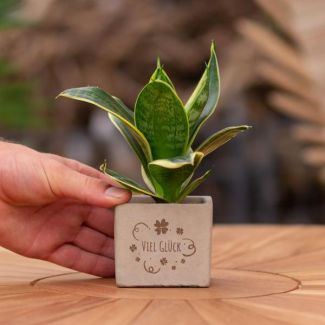 Ein Steingefäß mit dem Text "Viel Glück" und einer Sansevieria-Pflanze darin, Geschenkidee, Nikolaus-Tipp, Weihnachtsgeschenk, Kollege, 15 cm - Ø7,5 cm