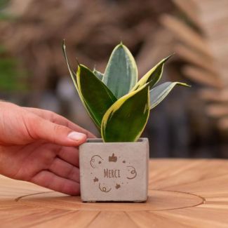 Ein Steintöpfchen mit dem Text "Danke" und einer Sansevieria-Pflanze, Geschenkidee, Nikolaus-Tipp, Weihnachtsgeschenk, Kollege, 15 cm - Ø7,5 cm